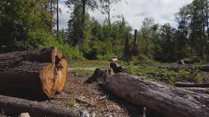 Best Tree Preservation Services  in Kearny, AZ