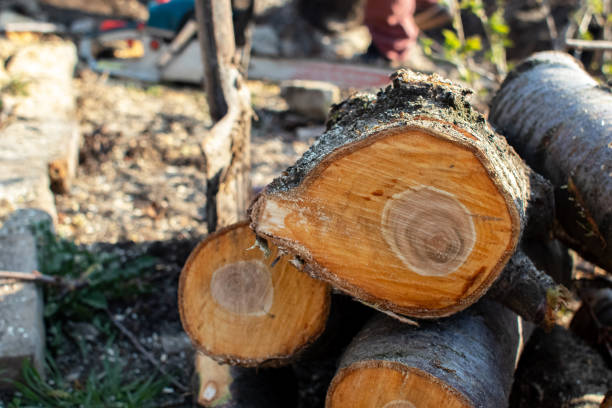 How Our Tree Care Process Works  in  Kearny, AZ