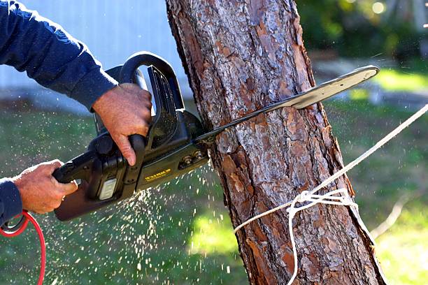 Best Lawn Pest Prevention  in Kearny, AZ