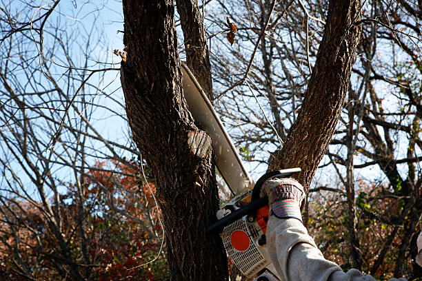  Kearny, AZ Tree Care Pros