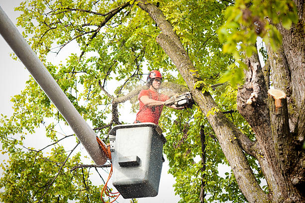 Best Tree Mulching  in Kearny, AZ