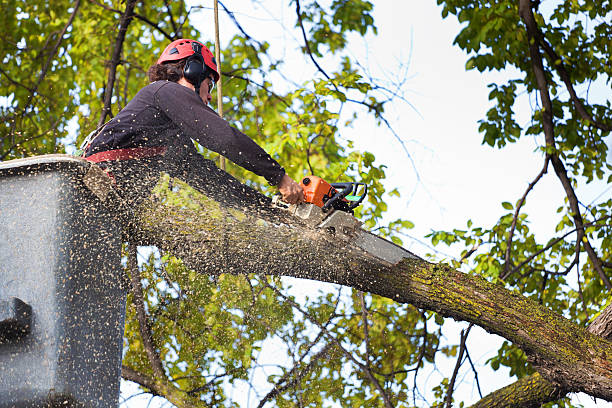 Best Tree Health Inspection  in Kearny, AZ